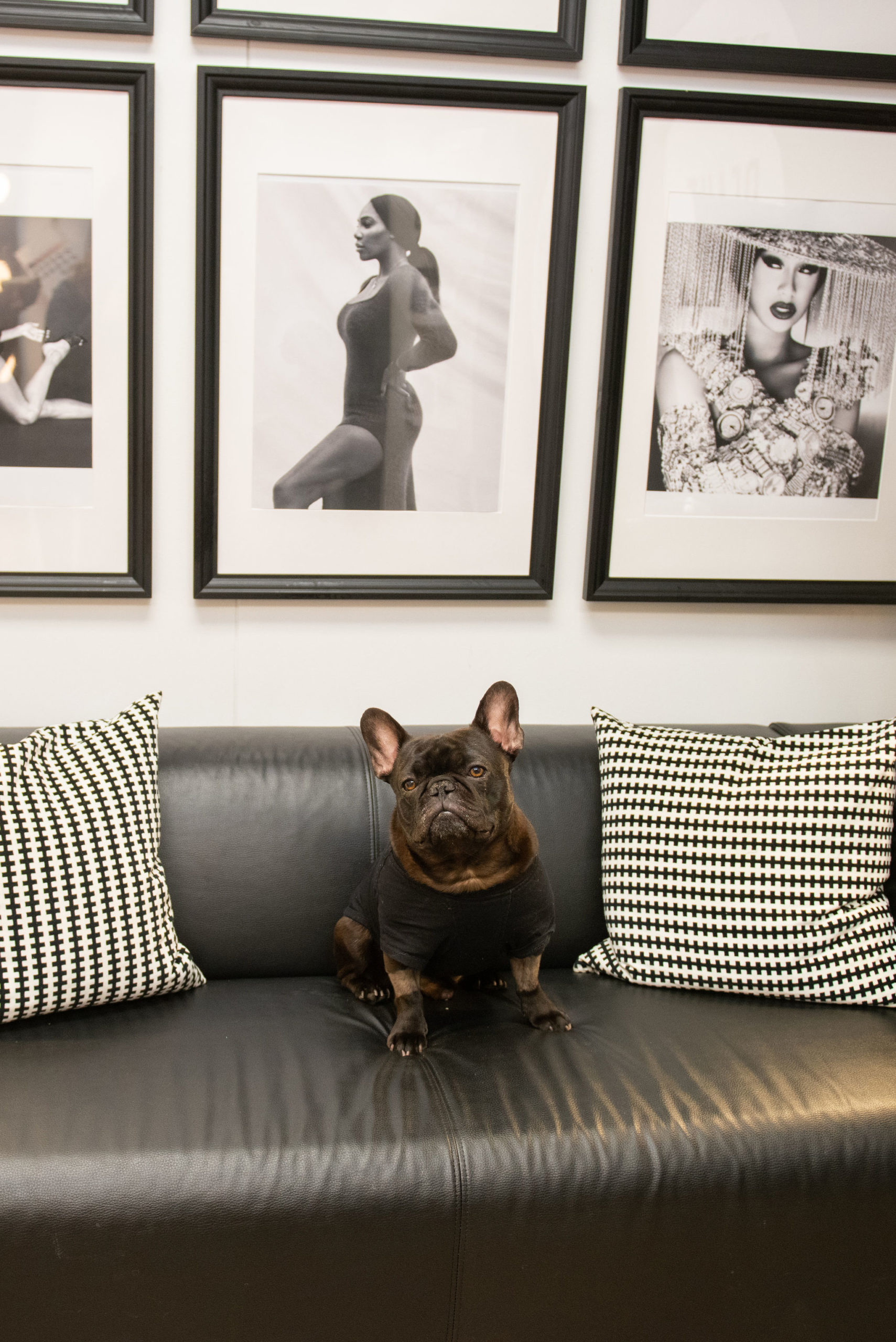 french bulldog on leather couch